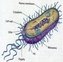 A simplified sketch of bacteria