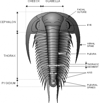 Zjednodušená morfologie trilobitů. Podle Budila a Fatky (2008)
