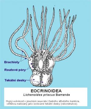 Eocrinoidea