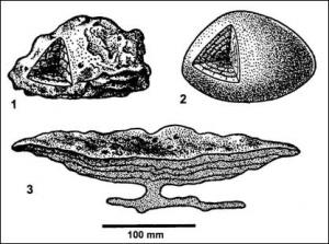 Shapes of the stromatoporoid colonies