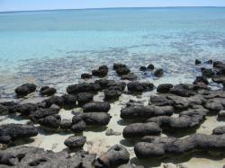 Recentní stromatolity. Shark Bay, Austrálie