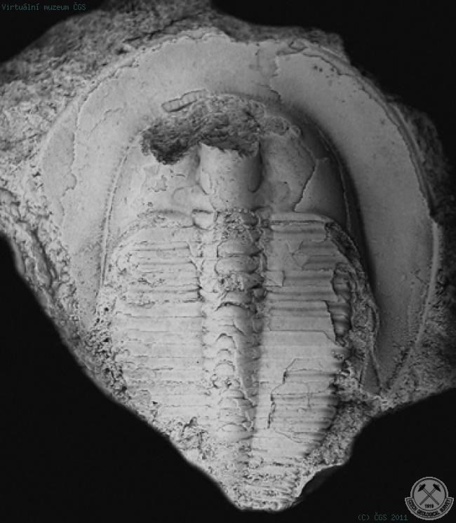 Bohemoharpes (Unguloharpes) ungula