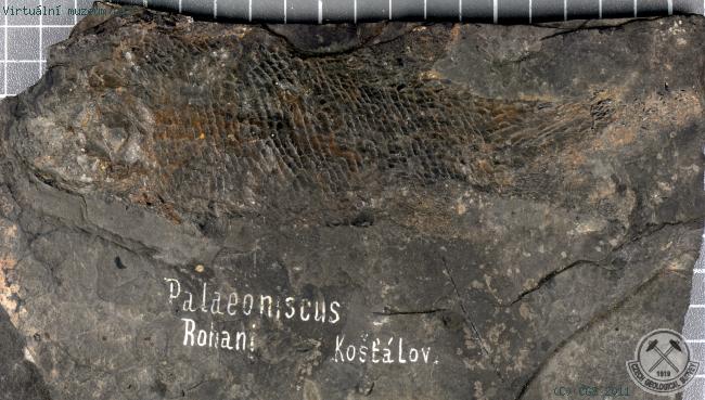 Paleoniscus rohani
