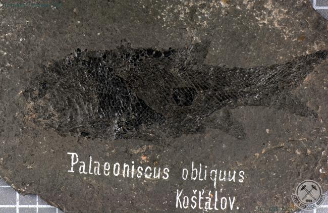 Paleoniscus obliquus