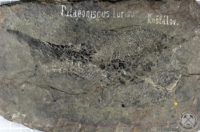 Paleoniscus luridus