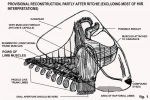 An enigmatic animal <I>Ainiktozoon loganense</I> probably also belongs to the Thylacocephala An enigmatic animal <I>Ainiktozoon loganense</I> probably also belongs to the Thylacocephala
