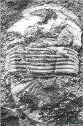 RS_150