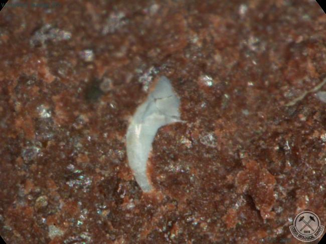 Conodonta indet.